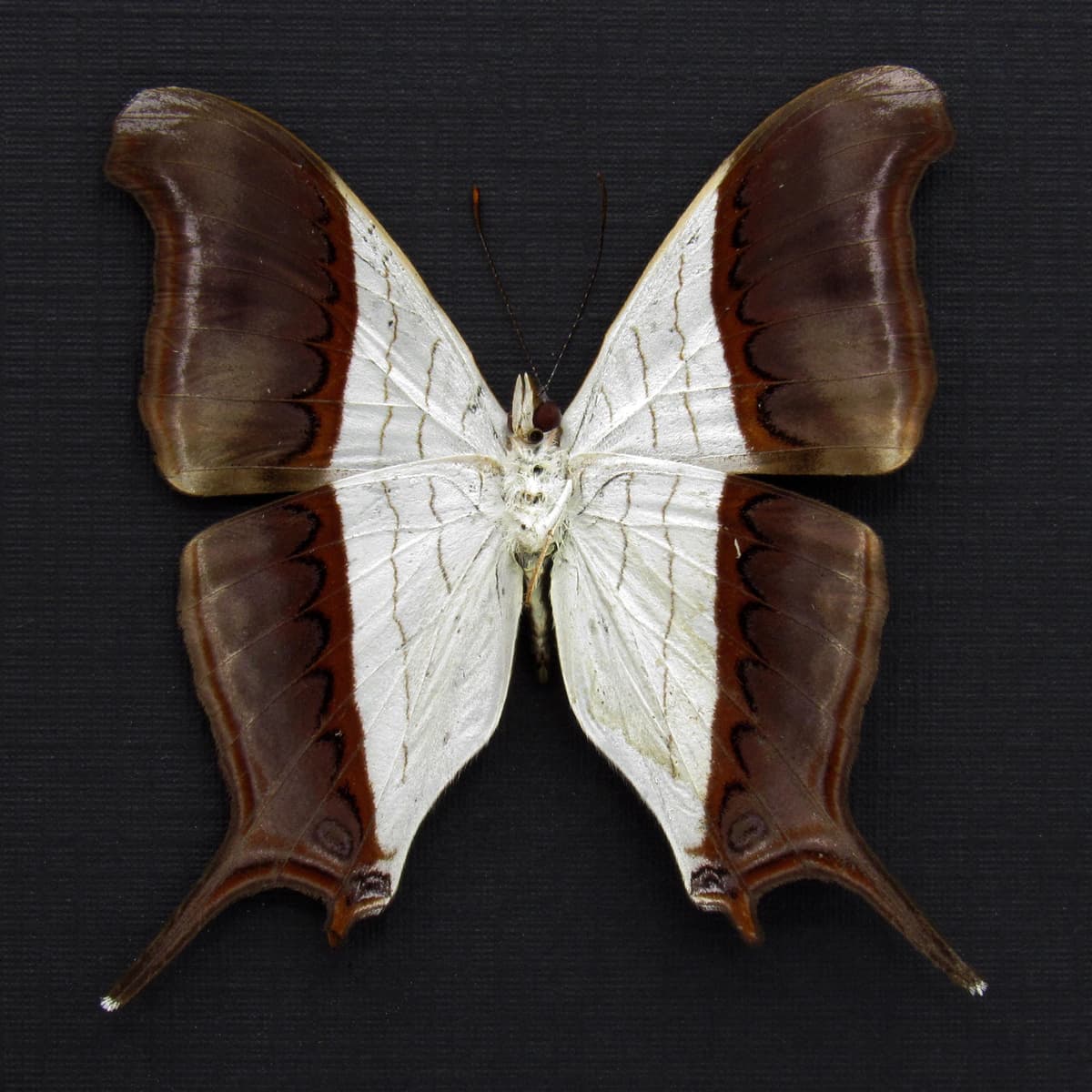 Real white Daggerwing butterfly framed taxidermy - Marpesia coresia