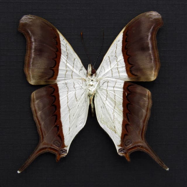 Real white Daggerwing butterfly framed taxidermy - Marpesia coresia