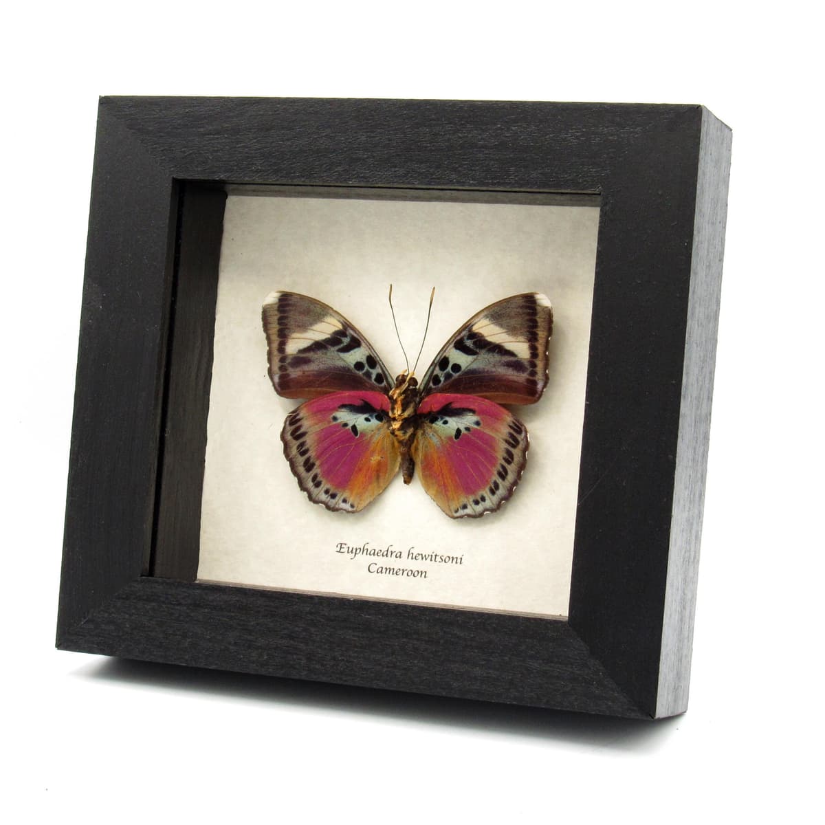 Real fuchsia Forester butterfly framed taxidermy - Euphaedra hewitsoni