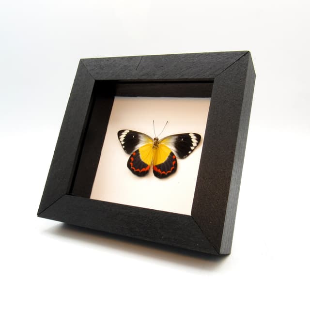 Real Yellow Delias butterfly framed taxidermy - Delias timorensis - Victorian mount
