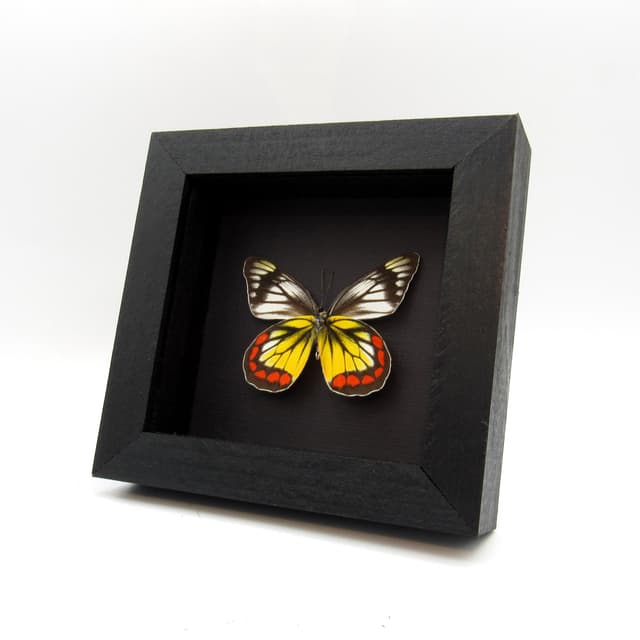 Rare Delias butterfly framed taxidermy - Delias rosenbergi chrysolenca