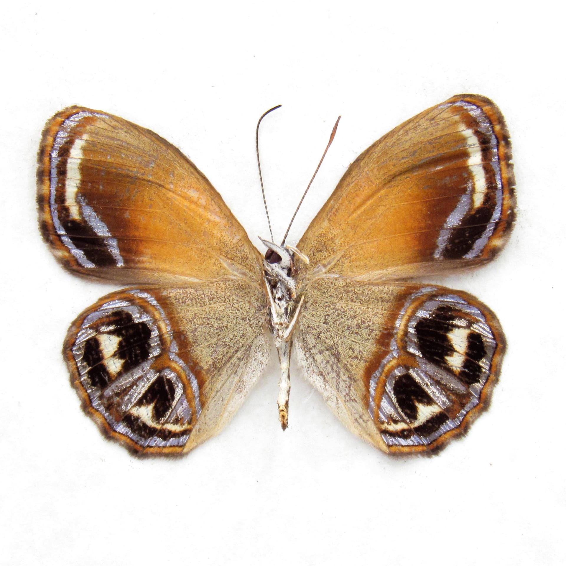 Real metallic gold Satyr butterfly framed taxidermy - Argyronympha gracilipes