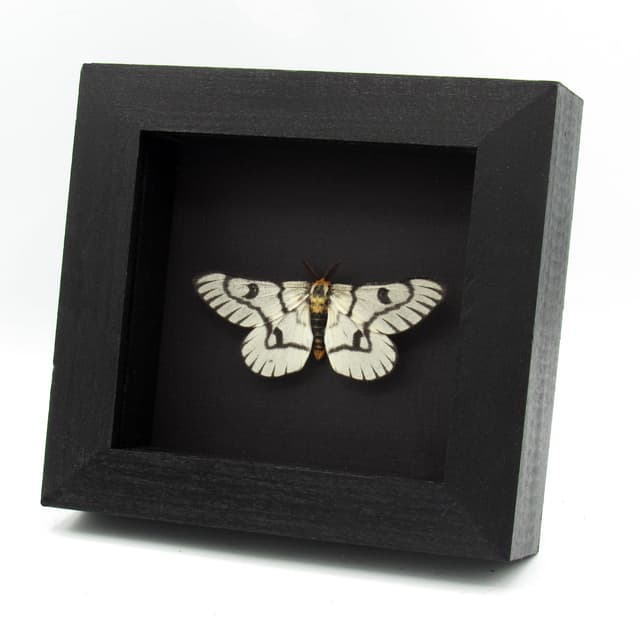 Real Sagebrush Sheep moth framed taxidermy - Hemileuca hera - Victorian mount