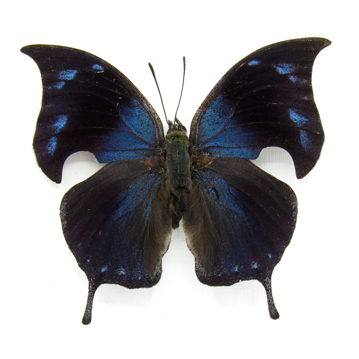 Rare Blue Hatchet Wing butterfly framed taxidermy - Memphis alberta