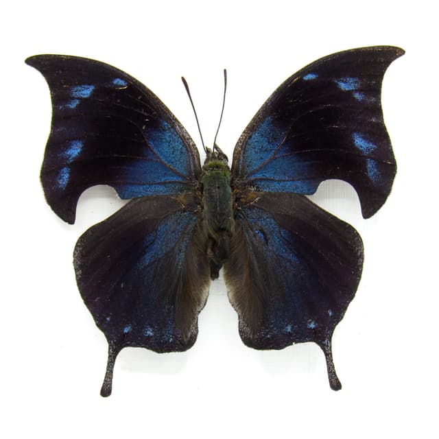 Rare Blue Hatchet Wing butterfly framed taxidermy - Memphis alberta