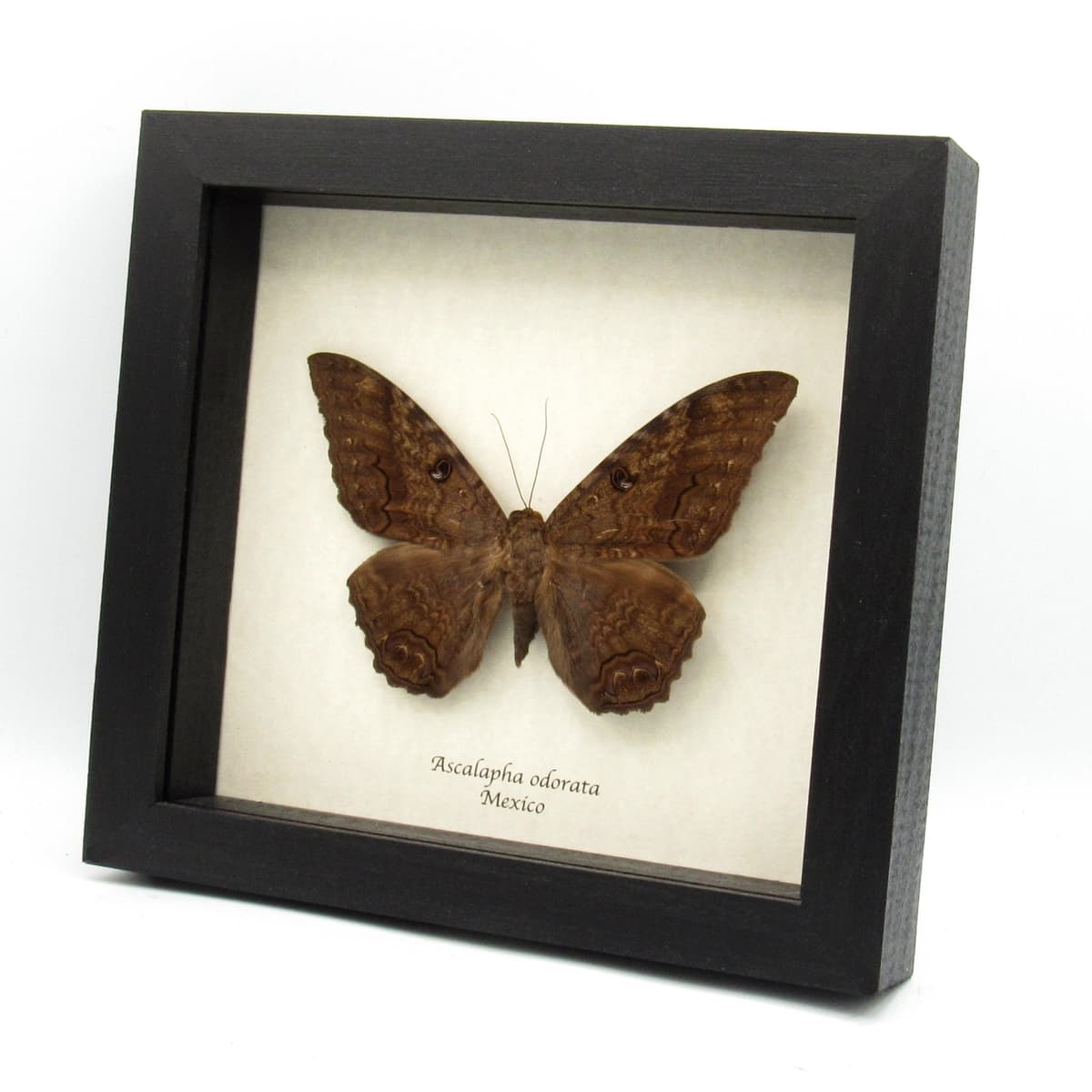 Real XL Black Witch moth framed taxidermy - Ascalapha odorata