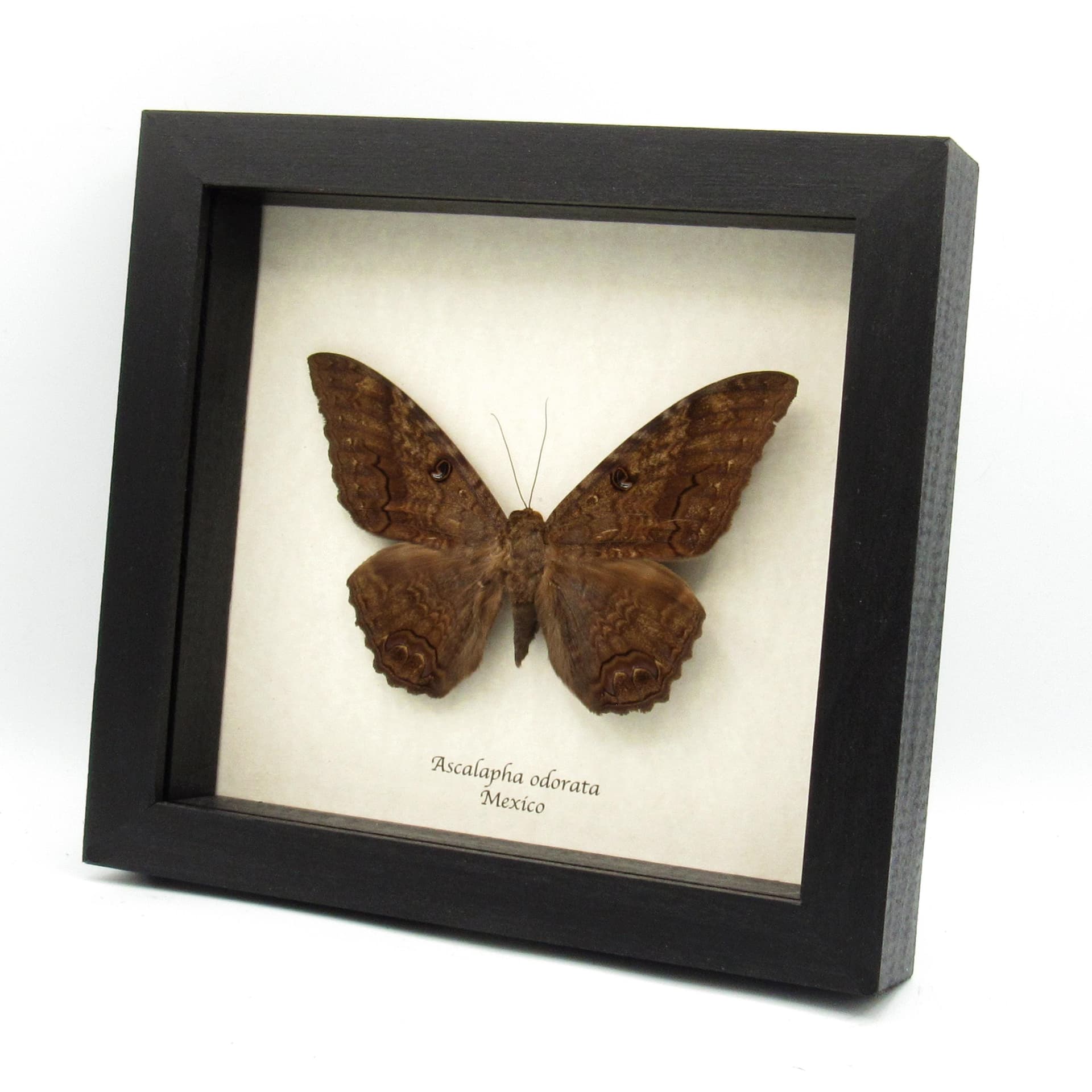 Real XL Black Witch moth framed taxidermy - Ascalapha odorata