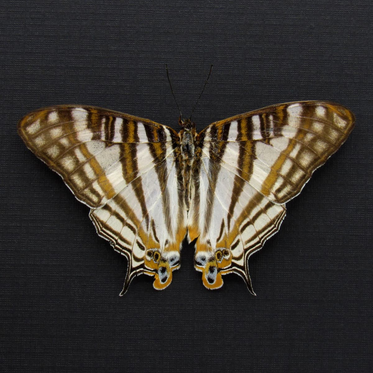 Real African Map butterfly framed taxidermy - Cyrestis camillus - Victorian mount