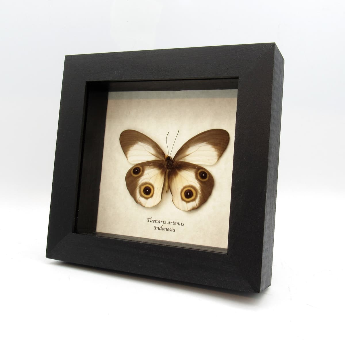 Real Owl butterfly framed taxidermy - Taenaris artemis - light form