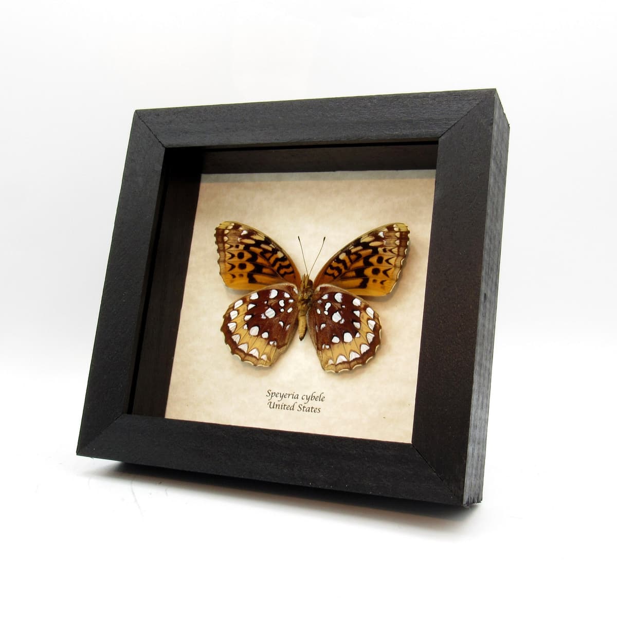 Real Great Spangled Fritillary butterfly framed taxidermy - Speyeria cybele - female
