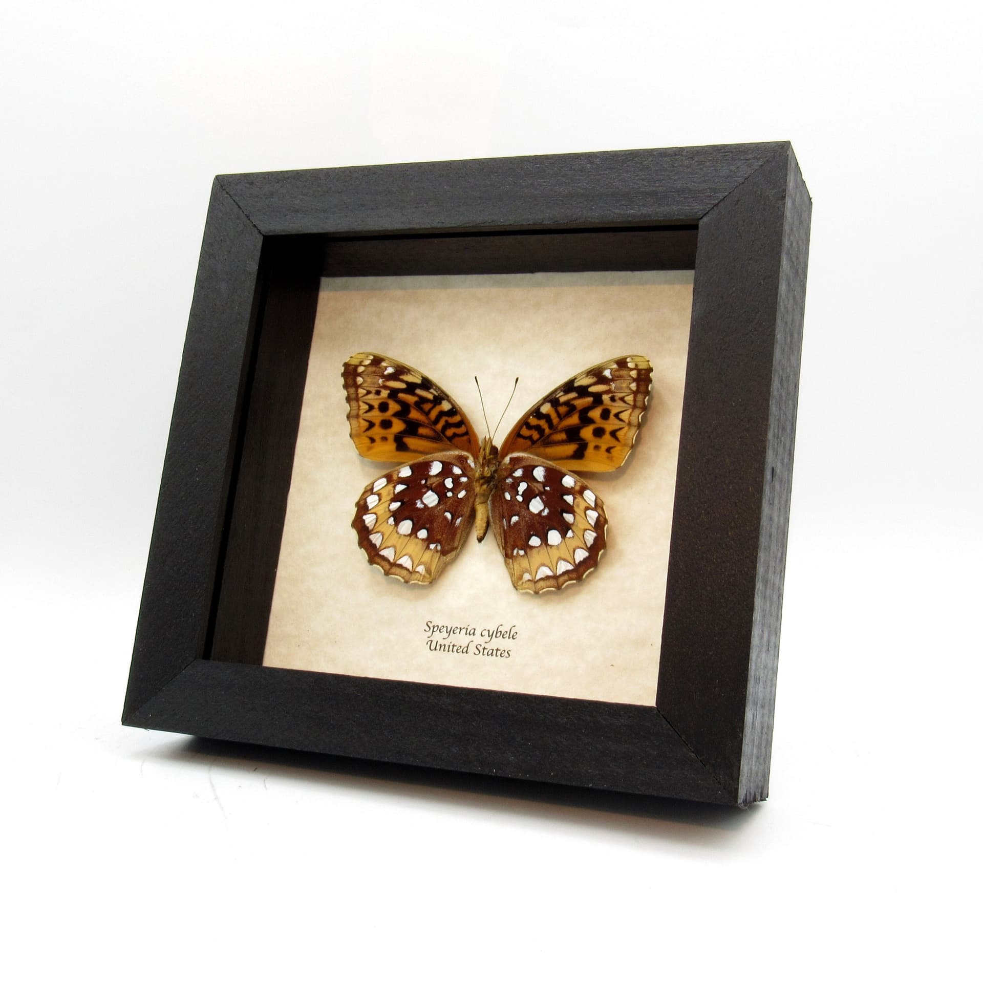 Real Great Spangled Fritillary butterfly framed taxidermy - Speyeria cybele - female