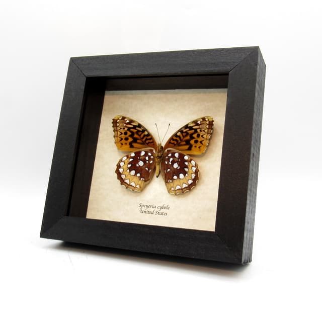 Real Great Spangled Fritillary butterfly framed taxidermy - Speyeria cybele - female
