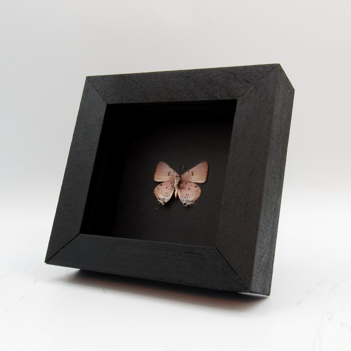 Real tiny lavender hairstreak butterfly framed taxidermy - Lycaenidae species