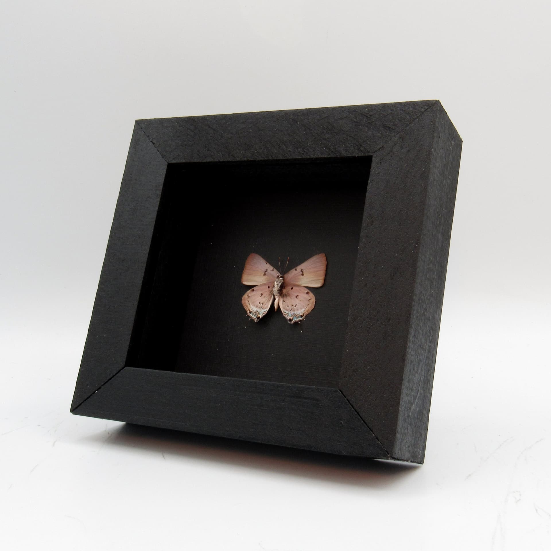 Real tiny lavender hairstreak butterfly framed taxidermy - Lycaenidae species