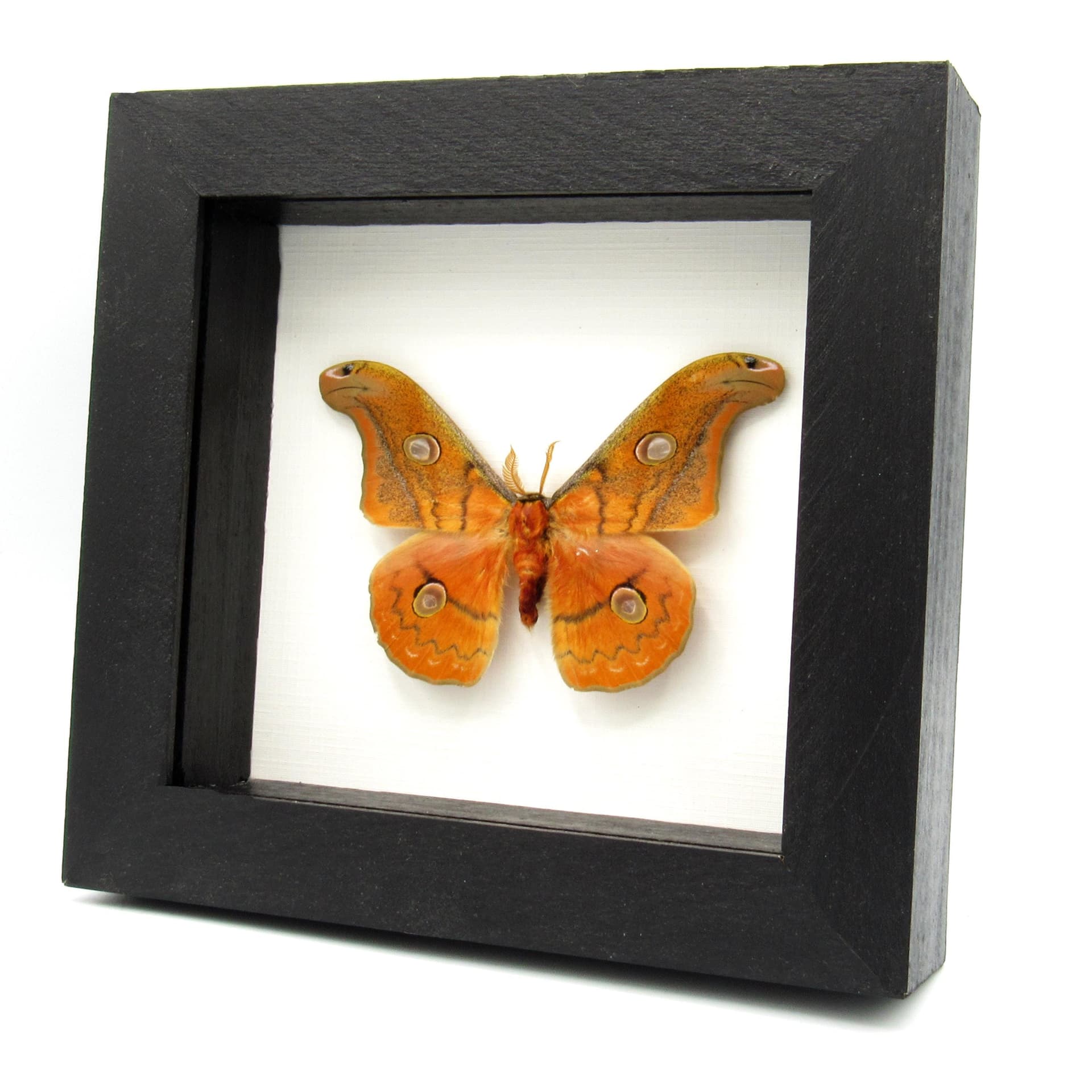Rare Mexican Silk moth framed taxidermy - Copaxa parvohidalgensis - orange form