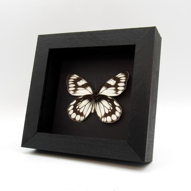 Real black and white Delias butterfly framed taxidermy - Delias diaphana