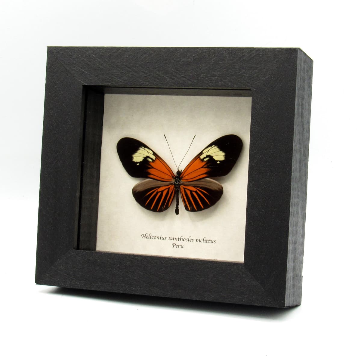 Real orange Longwing butterfly framed taxidermy - Heliconius xanthocles melittus