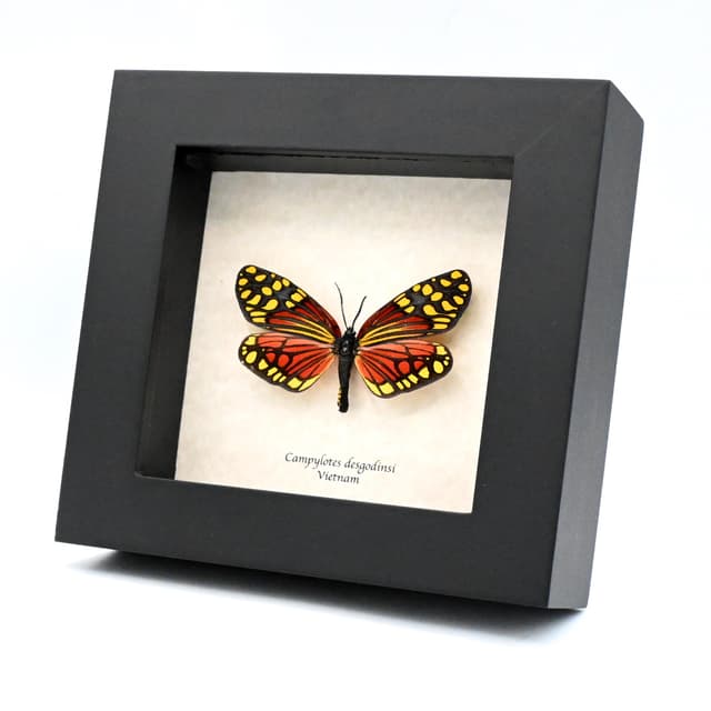 Rare red Zygaenid moth framed taxidermy - Campylotes desgodinsi