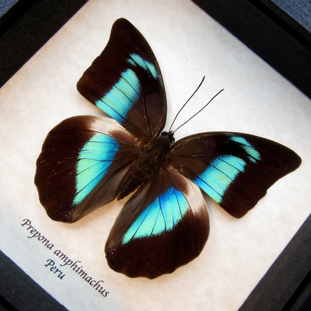 Real framed taxidermy iridescent butterfly - Prepona amphimachus - large female