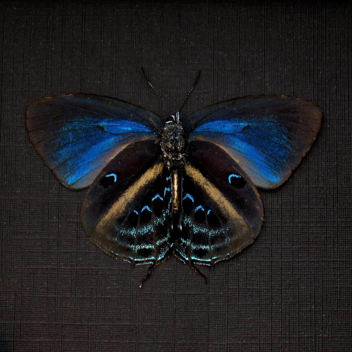 Real blue Hairstreak butterfly framed taxidermy - Mithras nautes - Victorian mount