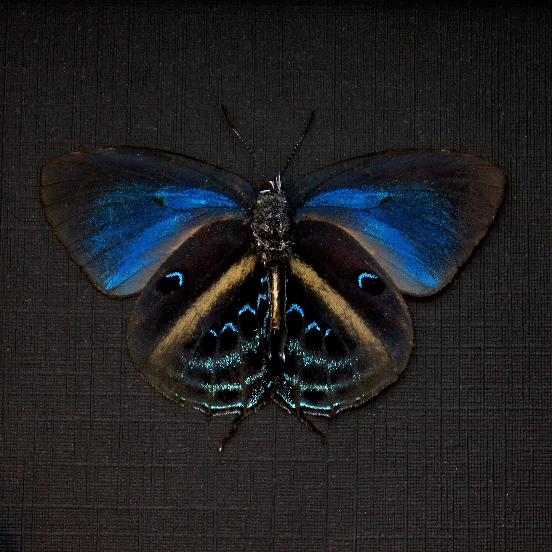 Real blue Hairstreak butterfly framed taxidermy - Mithras nautes - Victorian mount