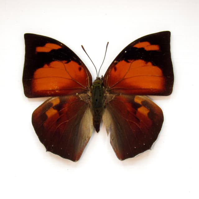 Real red butterfly framed taxidermy - Anaea ryphea
