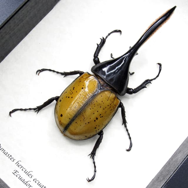 Real XL Hercules Rhinoceros beetle framed - Dynastes hercules ecuatorianus