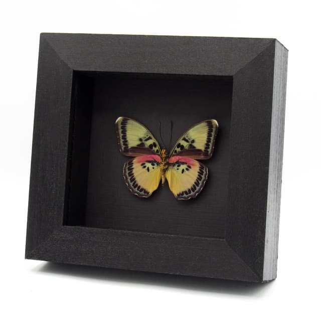 Real Crocker's Forester butterfly framed taxidermy - Euphaedra crockeri