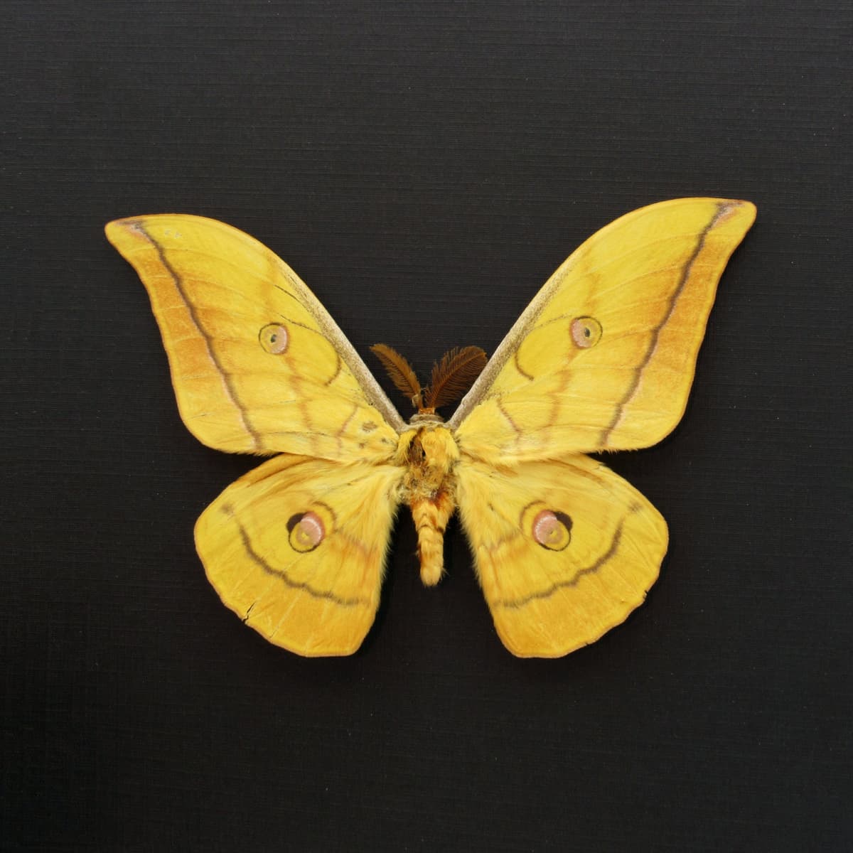 Real Indian Tasar Silkmoth framed taxidermy - Antheraea paphia