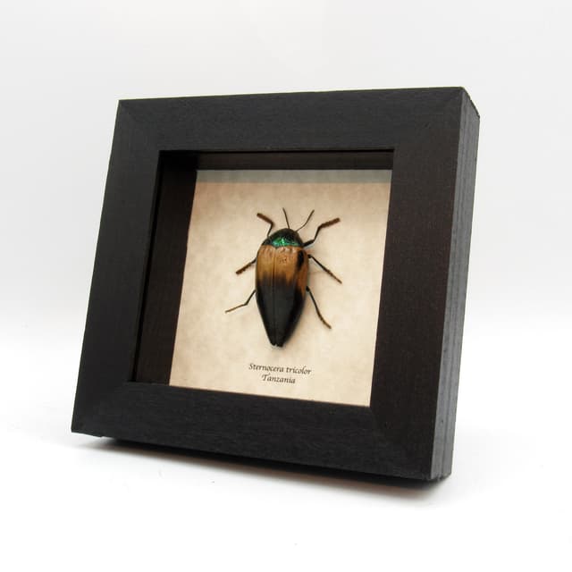 Real metallic green Jewel beetle framed taxidermy - Sternocera tricolor - XL female