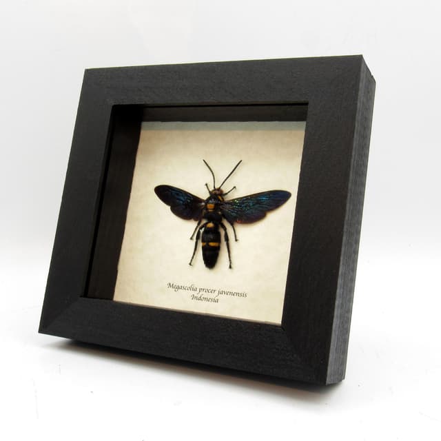 Real giant wasp framed taxidermy - Megascolia procer javanensis