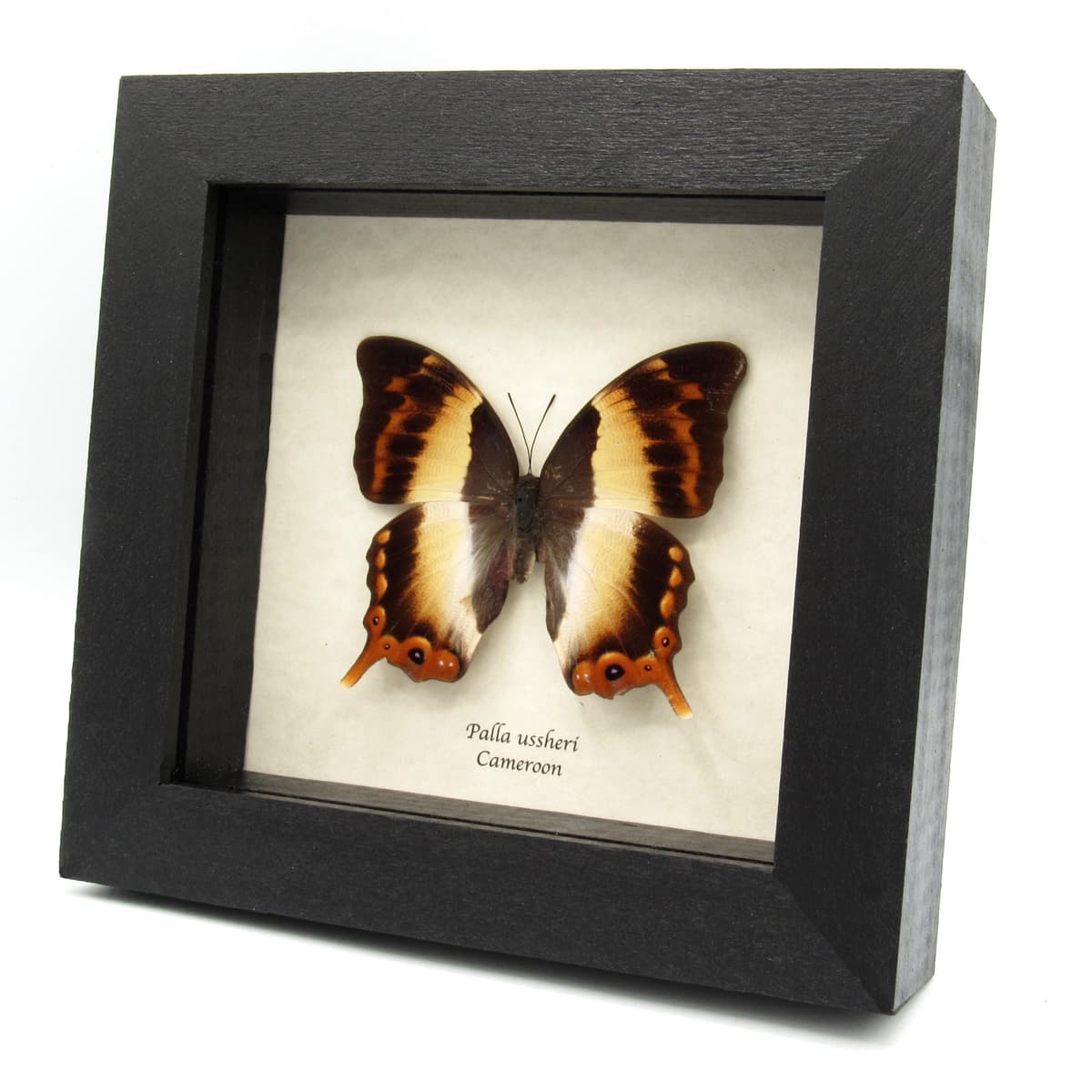 Rare female Ussher's Palla butterfly framed taxidermy - Palla ussheri