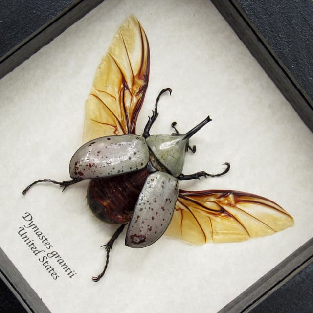 Real Western Hercules beetle framed taxidermy - Dynastes grantii - medium size