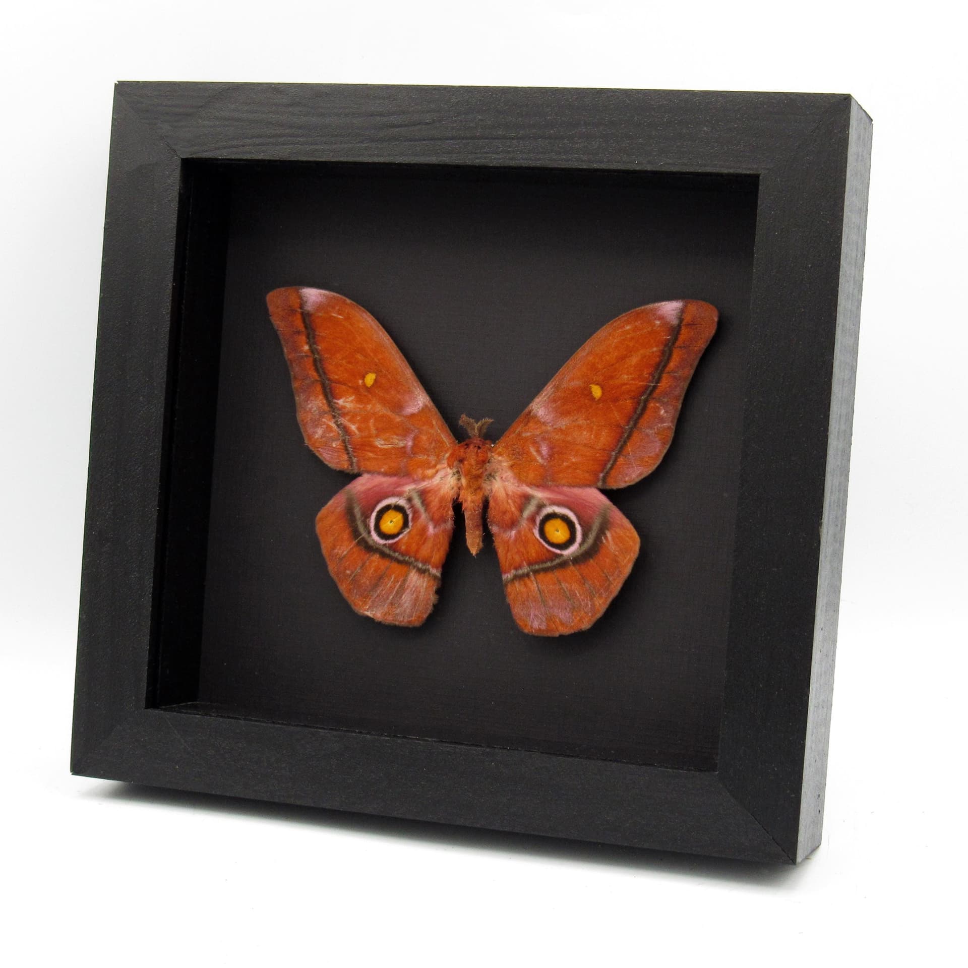 Real pink Giant Emperor moth framed taxidermy - Nudaurelia anthinoides - special color form - minor damage