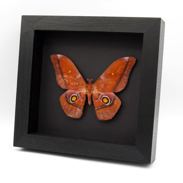Real pink Giant Emperor moth framed taxidermy - Nudaurelia anthinoides - special color form - minor damage