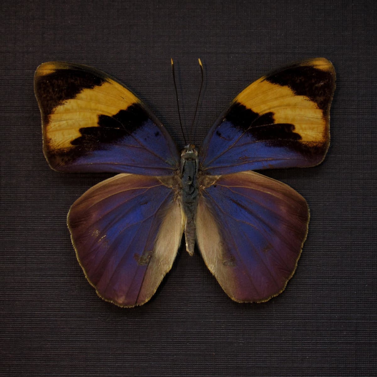 Real blue Forester butterfly framed taxidermy - Euphaedra neophron