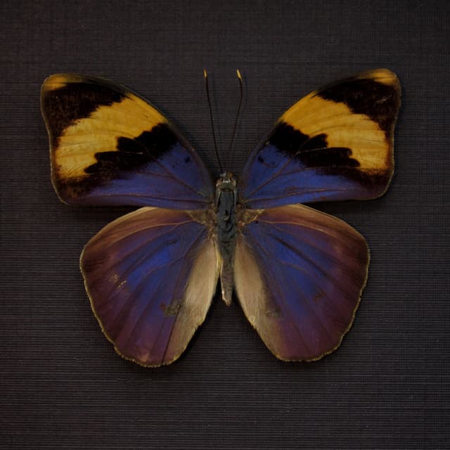 Real blue Forester butterfly framed taxidermy - Euphaedra neophron