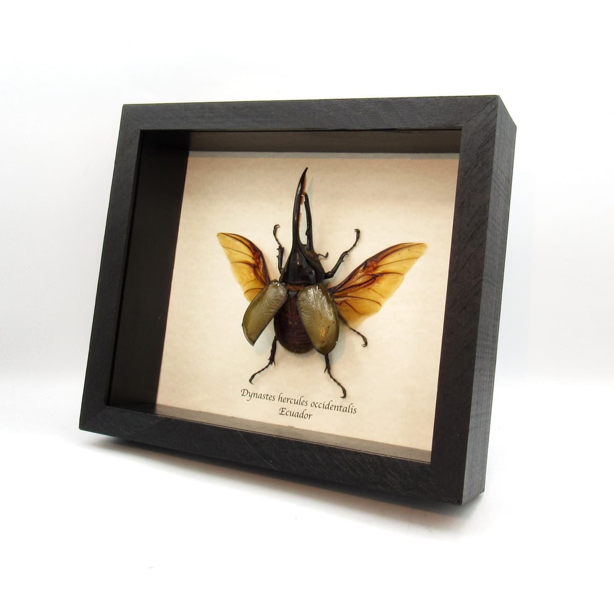 Real XL Hercules Rhinoceros beetle framed taxidermy - Dynastes hercules occidentalis