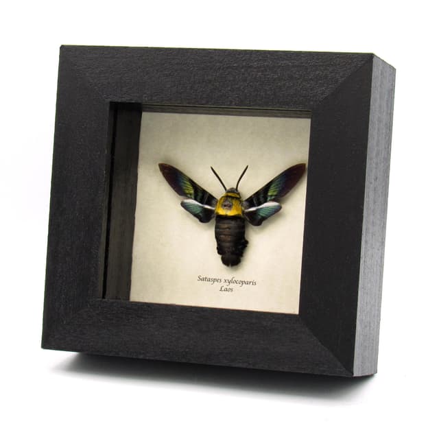 Rare Eastern Carpenter-bee Hawkmoth framed taxidermy - Sataspes xylocoparis - female