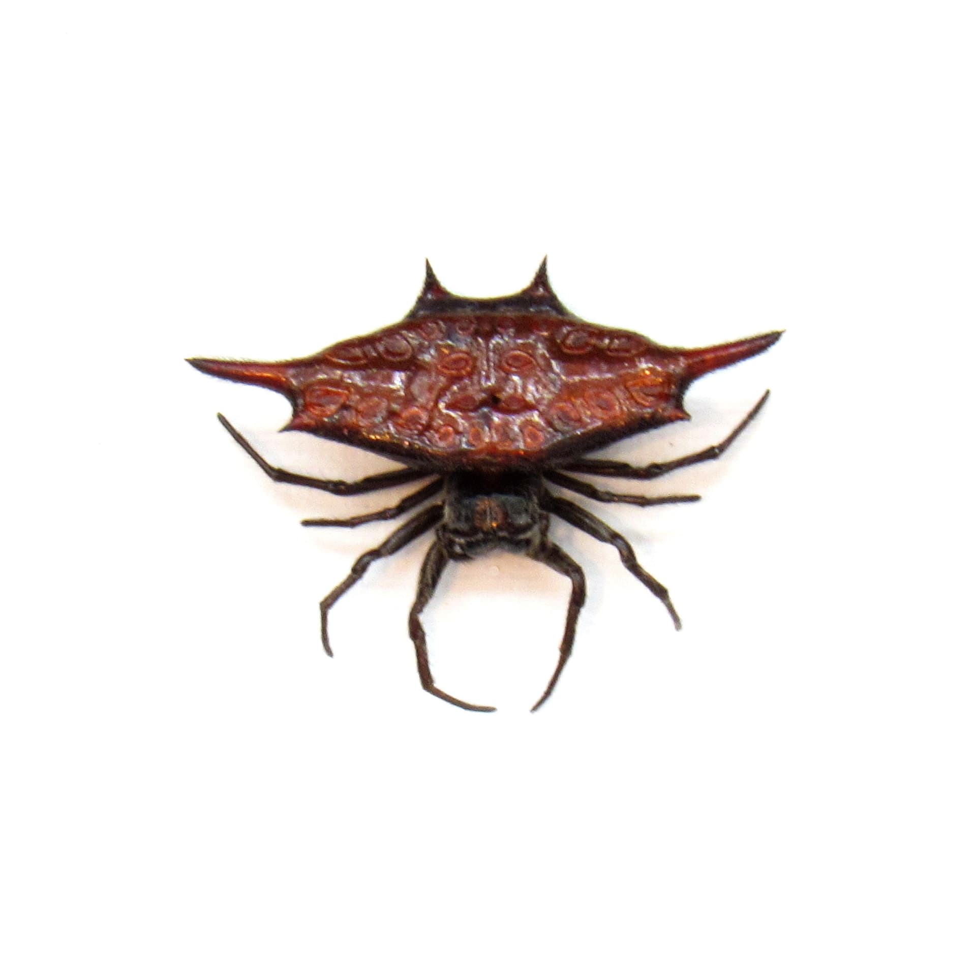 Real Spiny Orb Weaver spider framed taxidermy - Gasteracantha versicolor