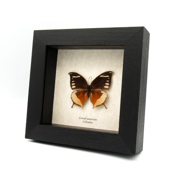 Very rare butterfly framed taxidermy - Consul panariste - female