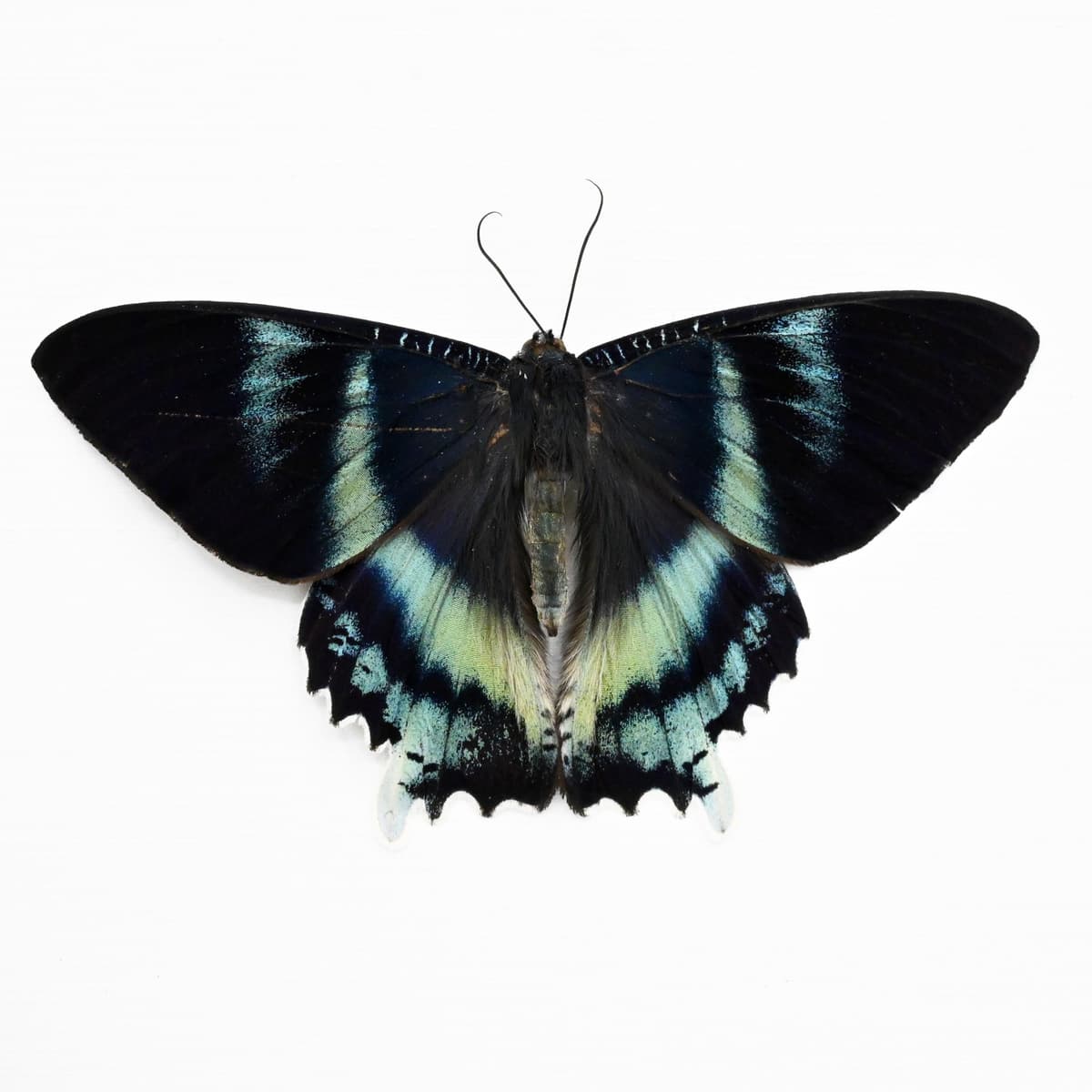 Real blue moth framed taxidermy - Alcides orontes - Victorian mount