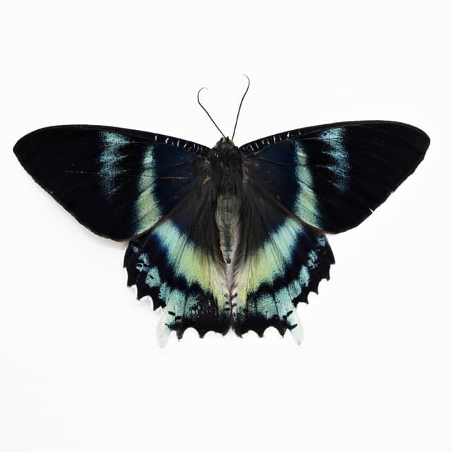 Real blue moth framed taxidermy - Alcides orontes - Victorian mount