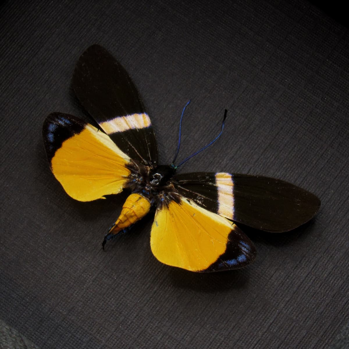 Real tiny day-flying moth framed taxidermy - Eterusia angustipennis gaedei