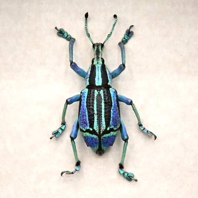 Rare blue and green Weevil framed taxidermy - Eupholus bennetti - special color form
