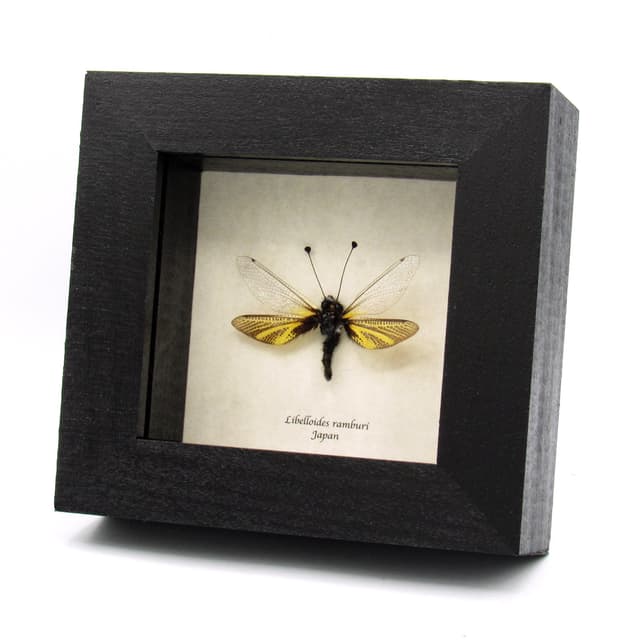 Rare predatory Owlfly framed taxidermy specimen - Libelloides ramburi