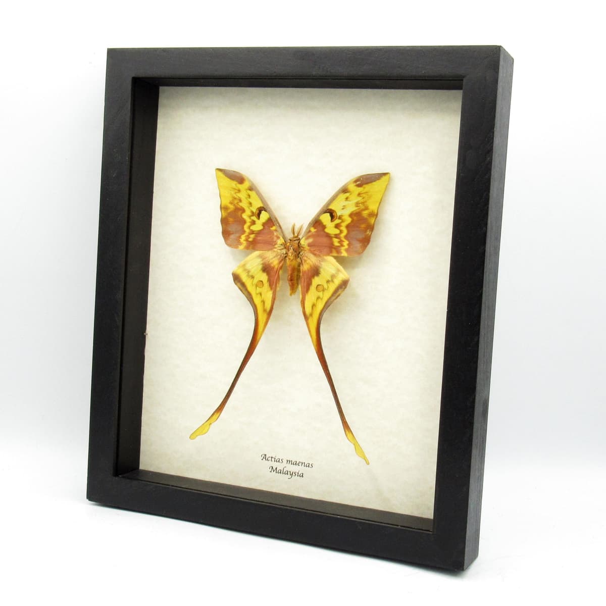 Giant Malaysian Moon moth framed taxidermy - Actias maenas
