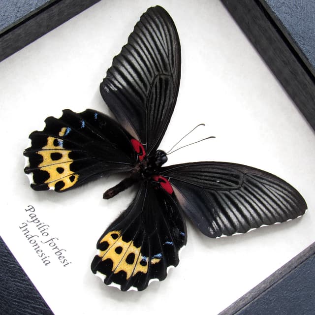 Real yellow butterfly framed specimen - Papilio forbesi