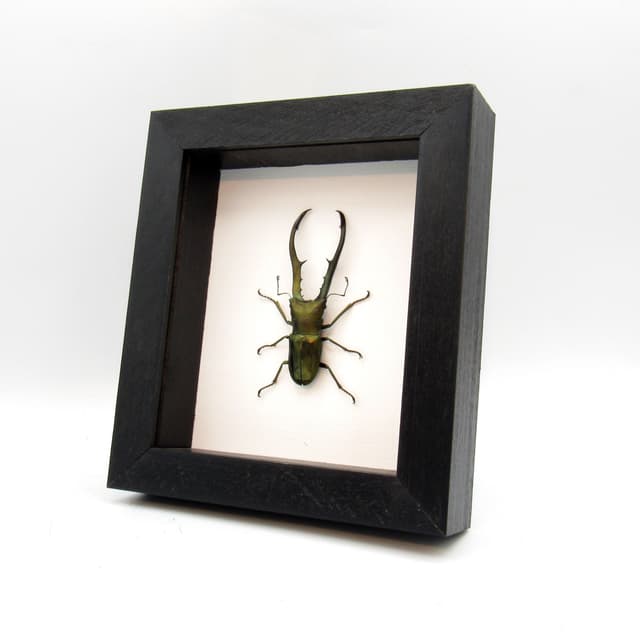 Real large Stag beetle framed taxidermy - Cyclommatus metallifer finae