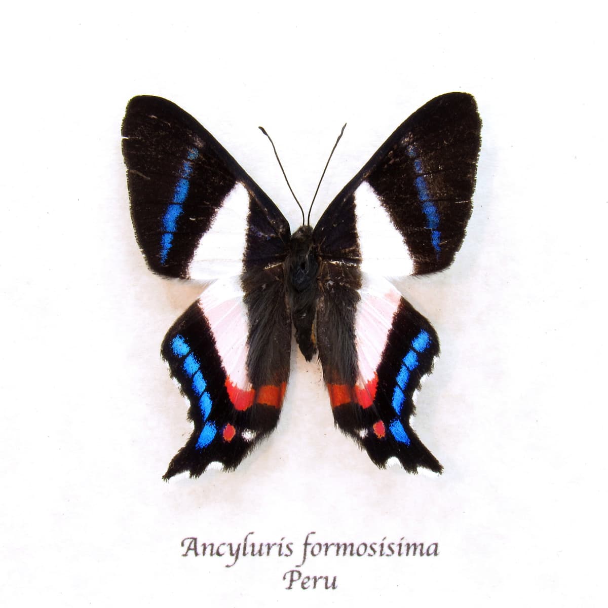 Real metalmark butterfly framed taxidermy - Ancyluris formosissima